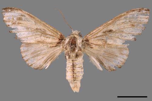 Neopheosia fasciata fasciata[00045921]
