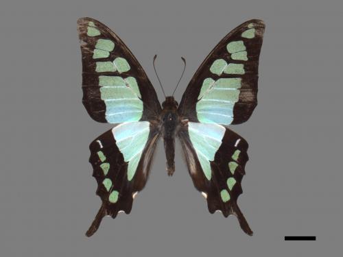 Graphium cloanthus kuge[寬青帶鳳蝶][00027546]