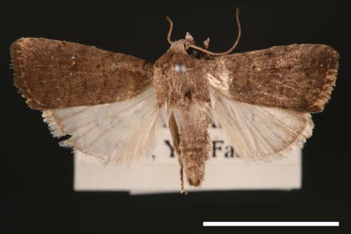 Athetis cognata[00003241]