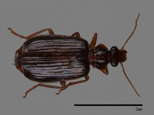 <已分類>Family：Carabidae[步行蟲科][00048632]