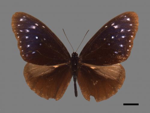 Euploea mulciber barsine[端紫斑蝶][00061523]