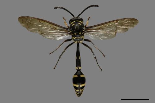 Phimenes flavopictus formosanus[虎蜾嬴][00073565]