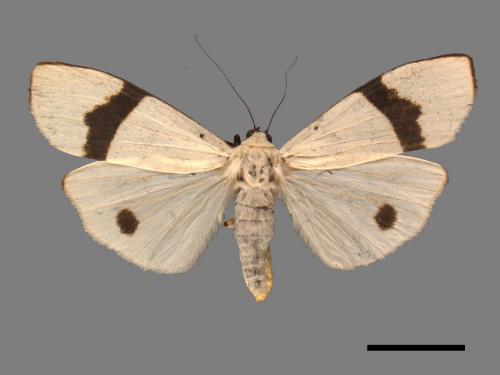 Vamura alboluteora[維黃華苔蛾][00055988]