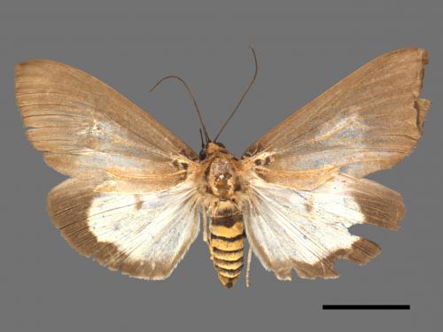 Asota heliconia zebrina[圓端擬燈蛾][00053465]