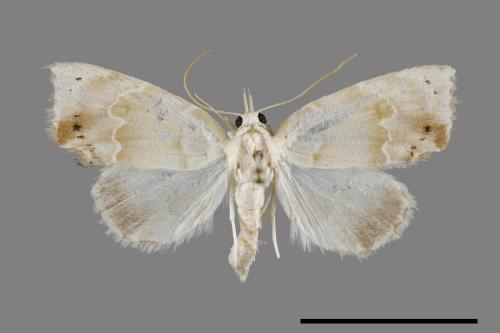 <已分類>Family：Noctuidae[夜蛾科][00100772]