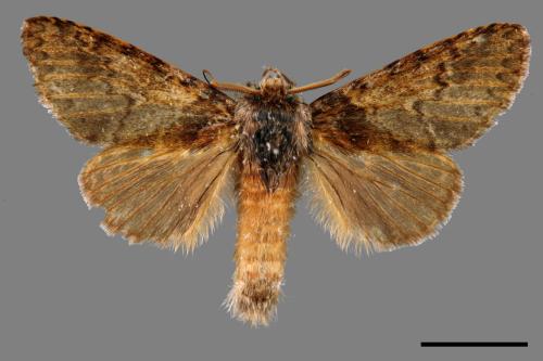 Pseudofentonia nigrofasciata[00058006]