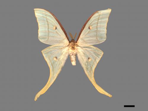 Actias selene ningpoana[長尾水青蛾][00016355]