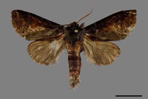 Neodrymonia seriatopunctata[黃肩舟蛾][00091447]