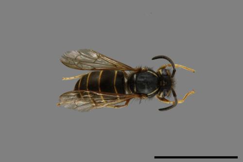 Vespula flaviceps[細黃胡蜂][00073365]