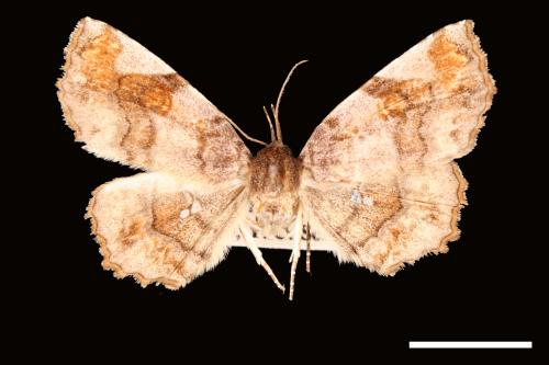 <已分類>Genus：Pangrapta[00007901]