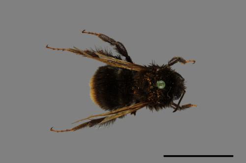 Bombus trifasciatus[威氏熊蜂][00074705]