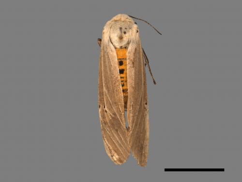 Creatonotos transiens vacillans[八點燈蛾][00050326]