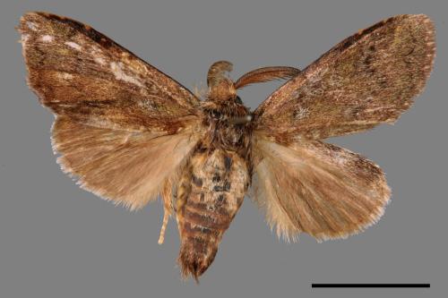 Syntypistis cyanea[青胯白舟蛾][00058067]