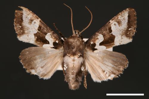 Phlogophora albovittata[白斑錦夜蛾][00002025]