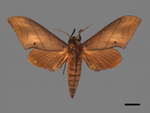 Marumba cristata bukaiana[直翅六點天蛾][00017401]