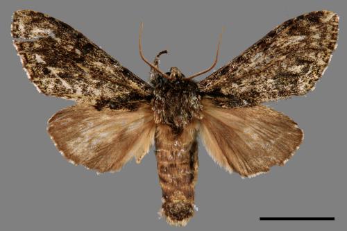 Pheosiopsis cinerea formosana[喜夙舟蛾][00042118]