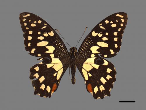 Papilio demoleus[無尾鳳蝶][00015259]