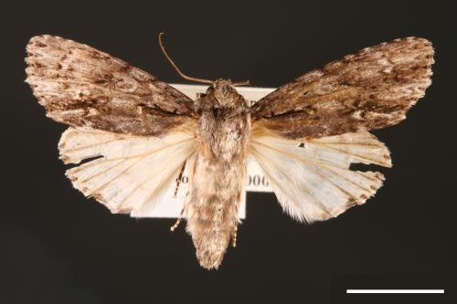 Acronicta denticulata pernivea[00000381]