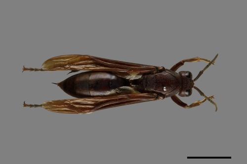 Polistes gigas[巨長腳蜂][00074314]