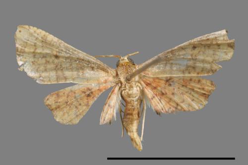 <已分類>Family：Thyrididae[窗蛾科][00047706]