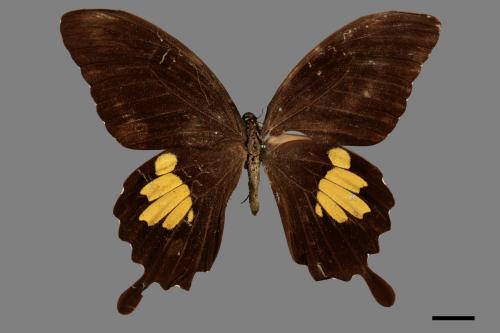 Papilio helenus fortunius[白紋鳳蝶][00014341]