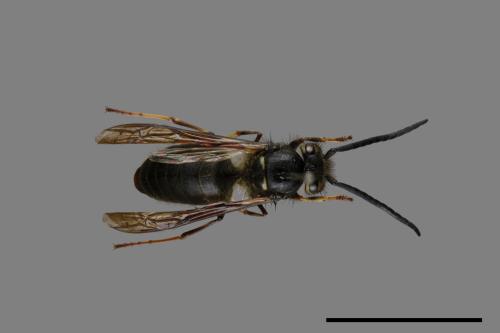 Vespula flaviceps[細黃胡蜂][00072989]