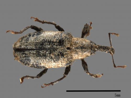 <已分類>Family：Curculionidae[象鼻蟲科][00082622]