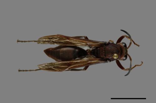 Polistes tenebricosus[赭褐長腳蜂][00074389]