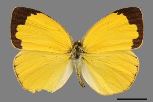 Eurema hecabe hobsoni[荷氏黃蝶][00085845]