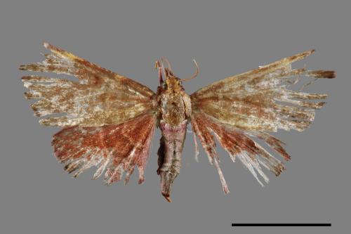 Herculia pelasgalis[00065693]