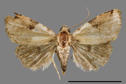Pseudeustrotia bipartita[00009412]