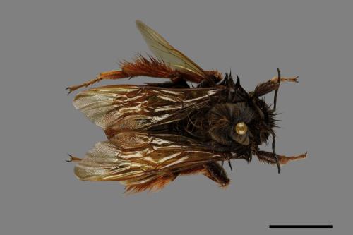 Bombus eximius[精選熊蜂][00074739]