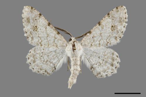 Lassaba parvalbidaria parvalbidaria[污雪雙斑尺蛾][00092452]