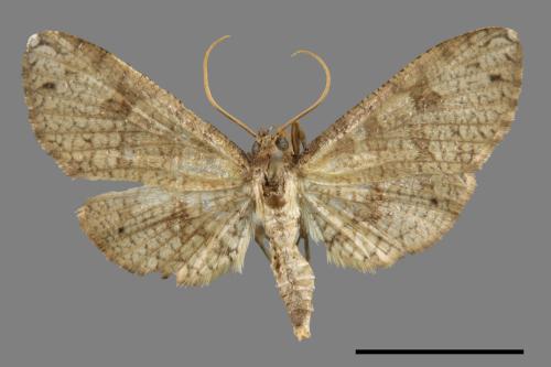 <已分類>Family：Thyrididae[窗蛾科][00053938]