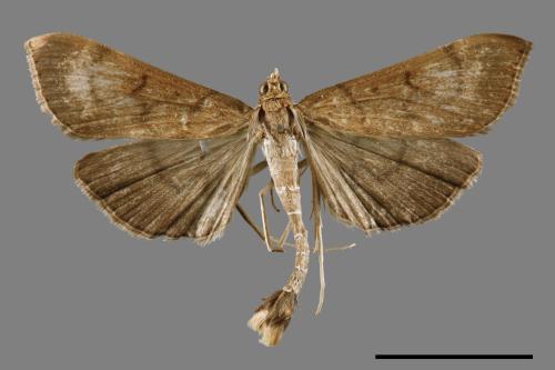 <已分類>Family：Crambidae[草螟科][00065058]