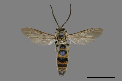 <已分類>Family：Scoliidae[土蜂科][00079457]