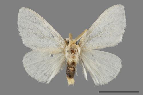 <已分類>Genus：Euproctis[00056286]
