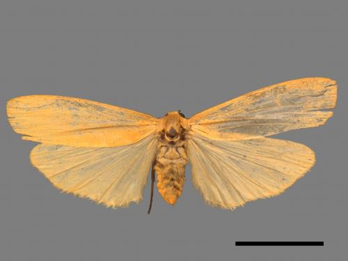 Eilema magnata[巨土苔蛾][00044996]