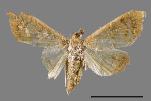 <已分類>Family：Crambidae[草螟科][00064749]