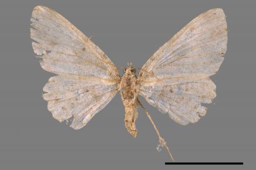 <已分類>Family：Geometridae[尺蠖蛾科][00052408]