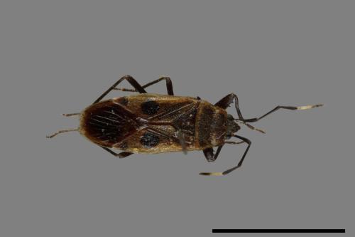 Physopelta parviceps[東亞斑紅椿][00054136]