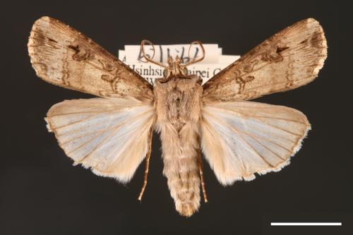 Agrotis ipsilon[小地老虎][00000664]