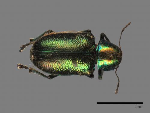 <已分類>Family：Chrysomelidae[金花蟲科][00082891]