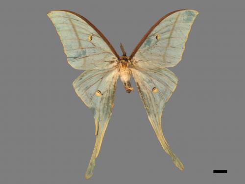 Actias selene ningpoana[長尾水青蛾][00016324]