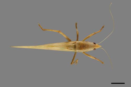<已分類>Order：Orthoptera[直翅目][00026218]