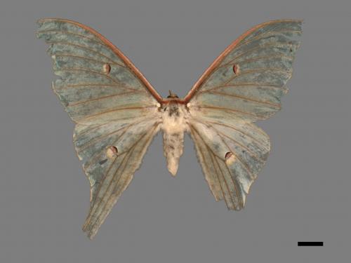 Actias selene ningpoana[長尾水青蛾][00016012]