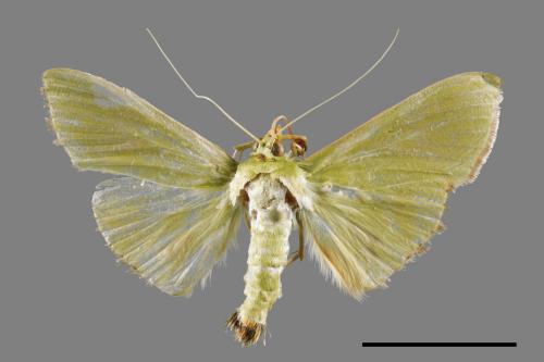 <已分類>Family：Crambidae[草螟科][00050501]