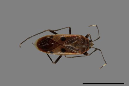 Physopelta quadriguttata[00040930]
