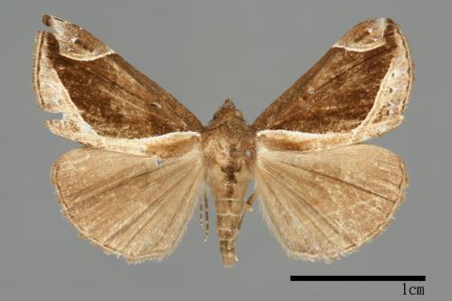 Hypena perspicua[00009934]
