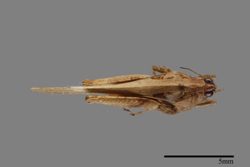 <已分類>Family：Tetrigidae[菱蝗科][00054160]